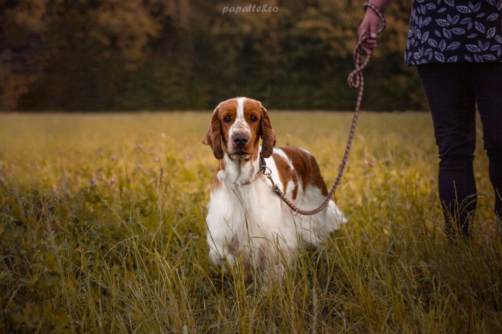 CH. Roxane des Hauts de L'Espinouse